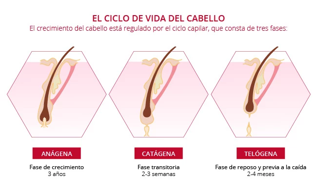 fases del crecimiento del cabello